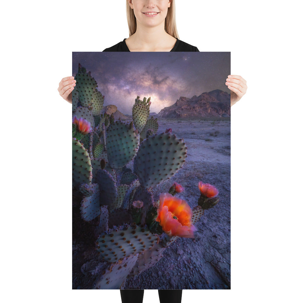 Big Bend Prickly Pear Nightscape Luster
