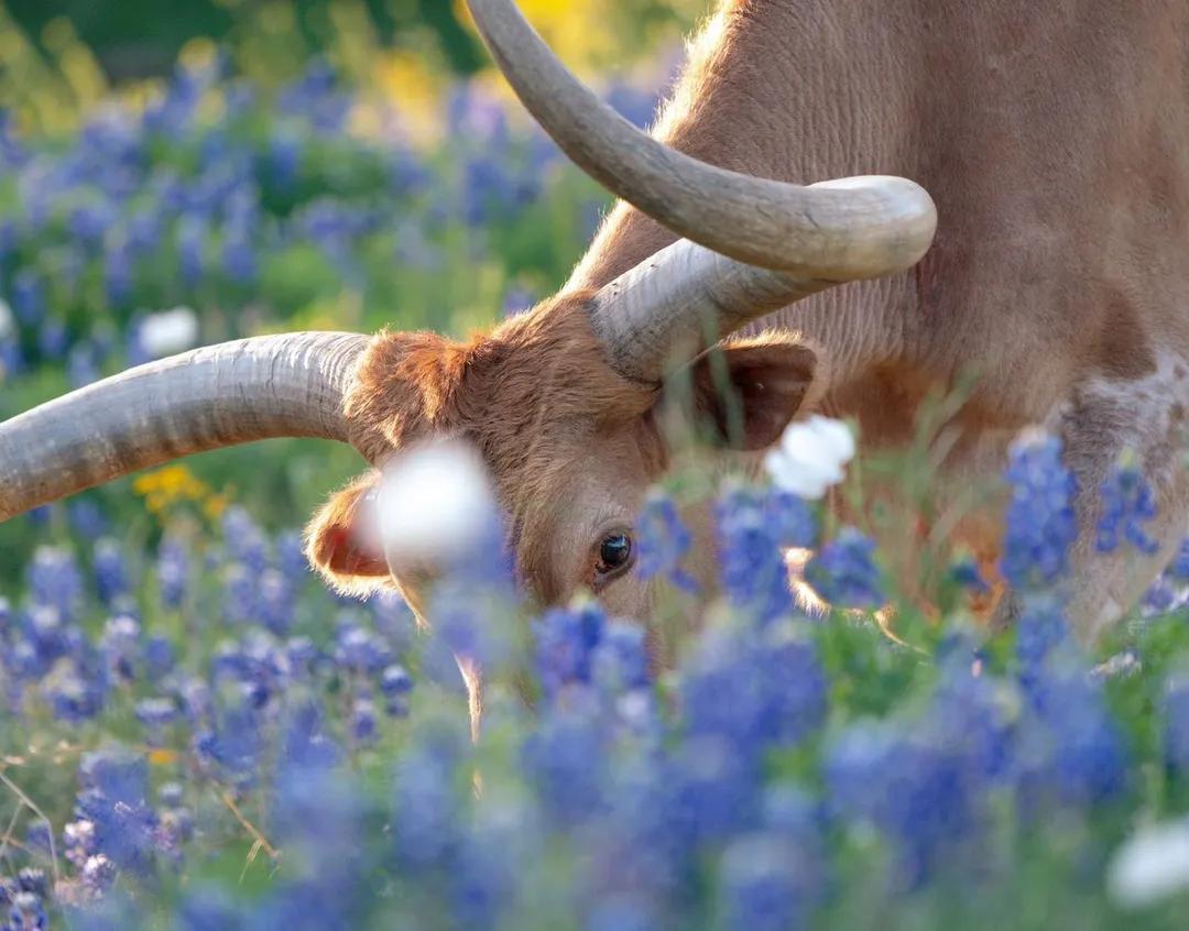 Hill Country Spring Photo Tour - April 3rd and 4th 2022