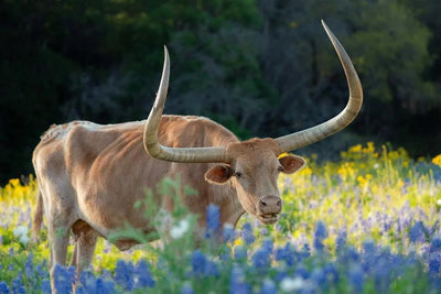 Hill Country Spring Photo Tour - April 3rd and 4th 2022