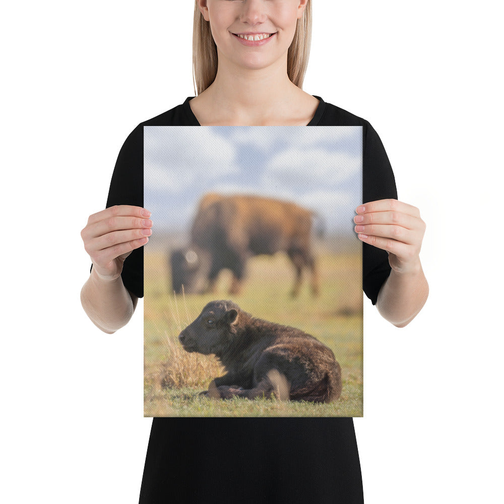 Caprock Canyons Bison Calf Canvas
