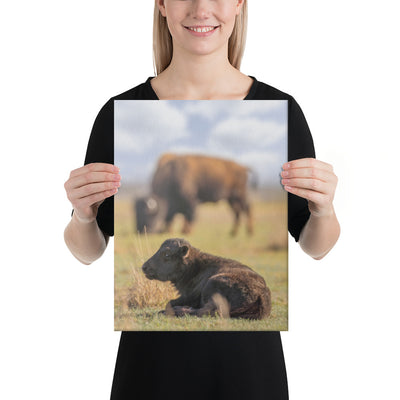 Caprock Canyons Bison Calf Canvas