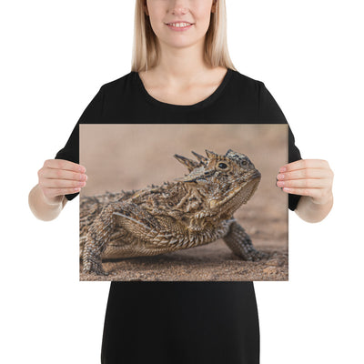 Texas Horned Lizard Canvas