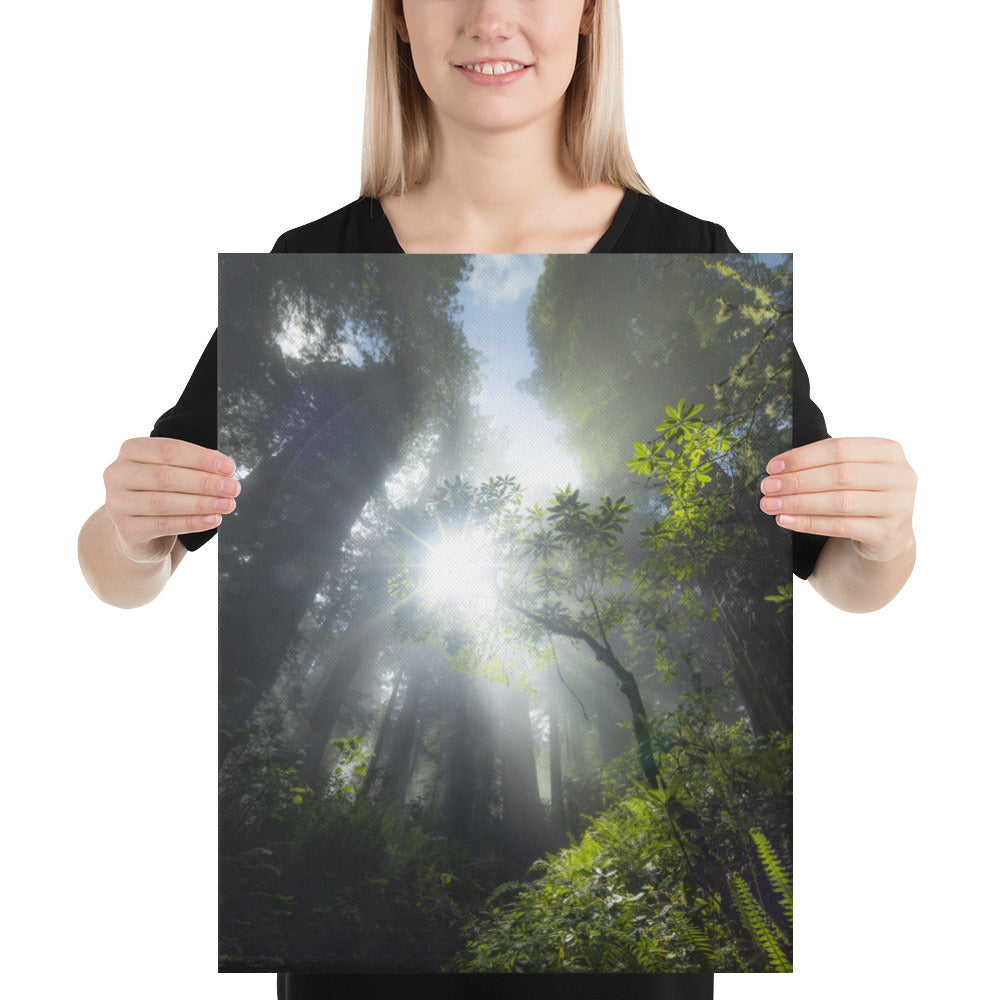 Redwoods Halo Canvas