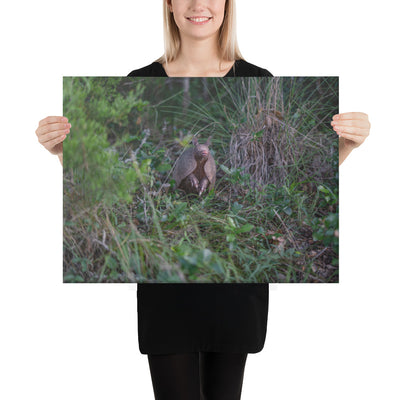 Hill Country Armadillo Canvas