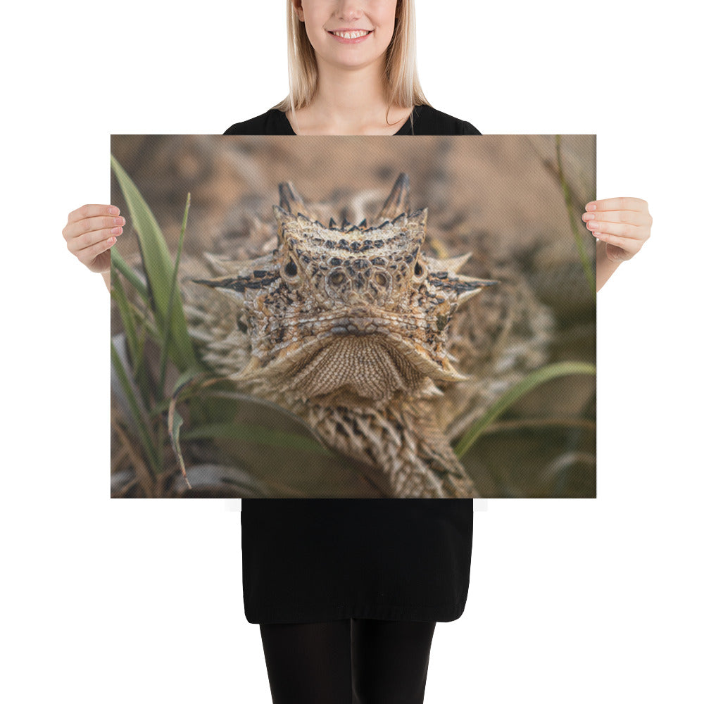Texas Horned Lizard Stare Canvas