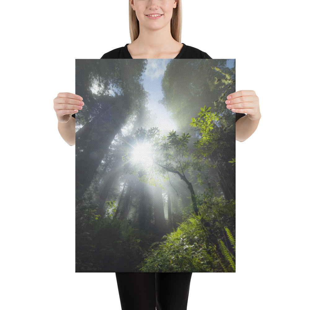 Redwoods Halo Canvas