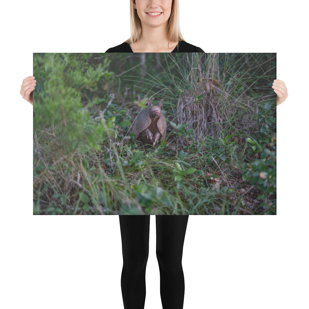 Hill Country Armadillo Canvas