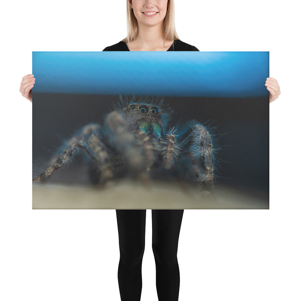 Jumping Spider Canvas