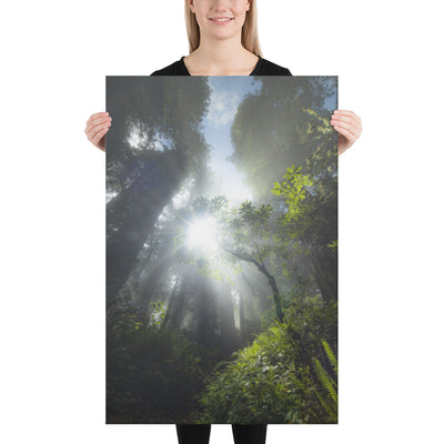 Redwoods Halo Canvas