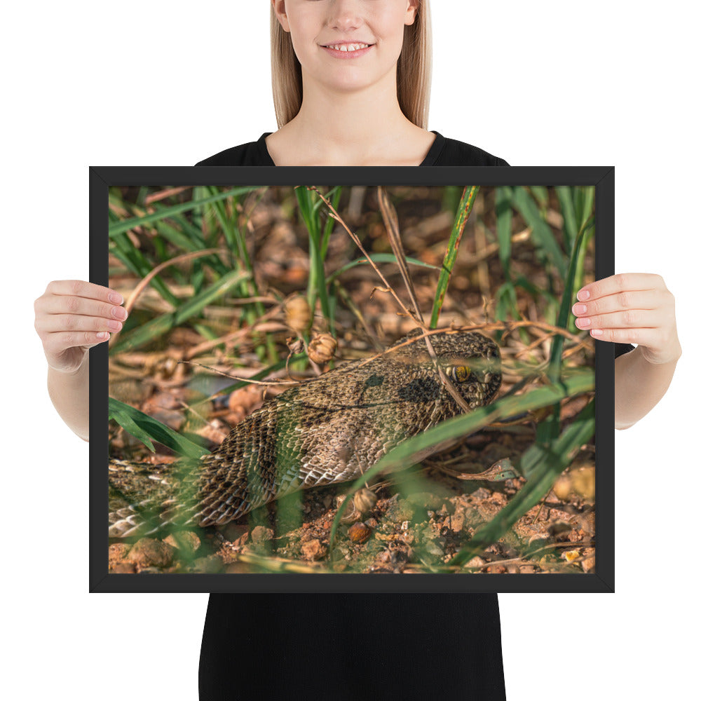 Caprock Canyons Rattlesnake Framed Matte