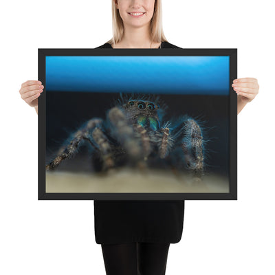 Jumping Spider Framed Matte