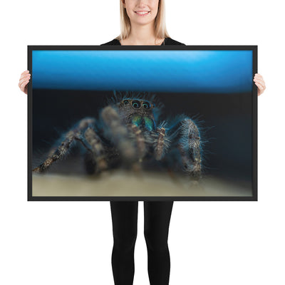 Jumping Spider Framed Matte