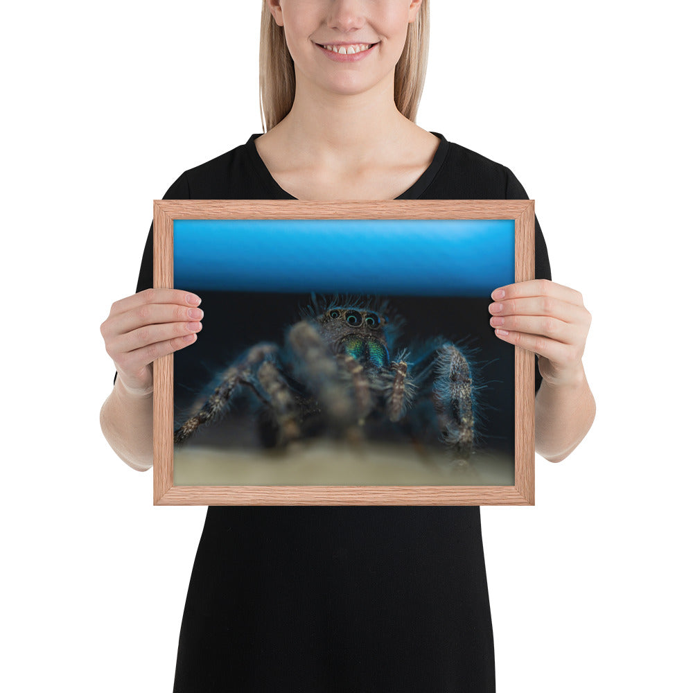 Jumping Spider Framed Matte