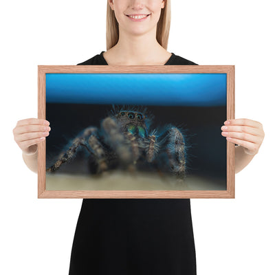 Jumping Spider Framed Matte