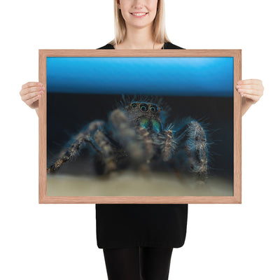 Jumping Spider Framed Matte