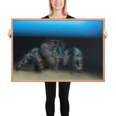 Jumping Spider Framed Matte