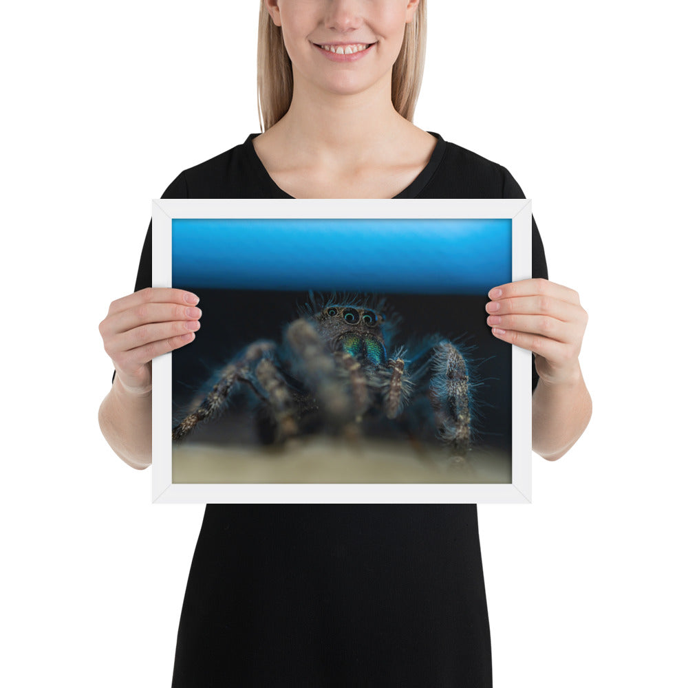 Jumping Spider Framed Matte