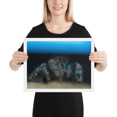 Jumping Spider Framed Matte