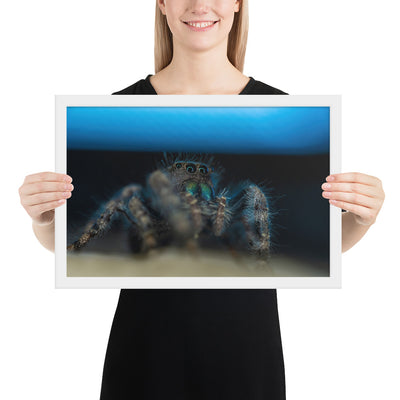 Jumping Spider Framed Matte