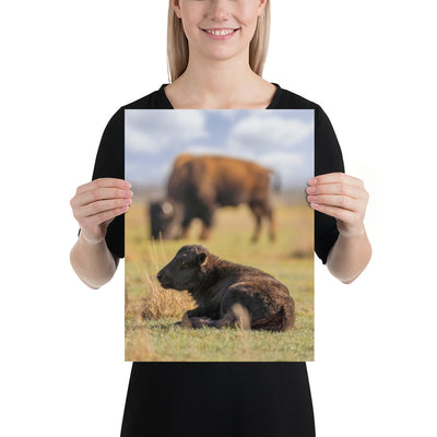 Caprock Canyons Bison Calf Matte