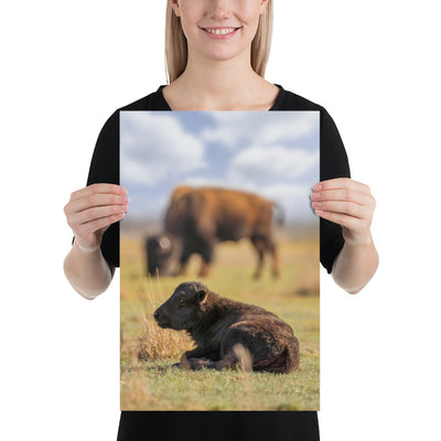 Caprock Canyons Bison Calf Matte