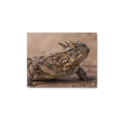 Texas Horned Lizard Metal