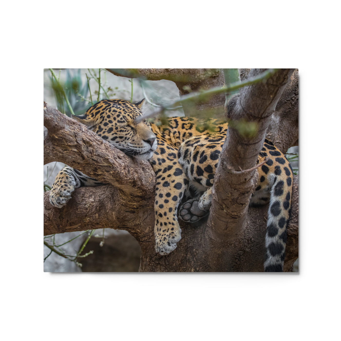 Sleepy Jaguar Metal