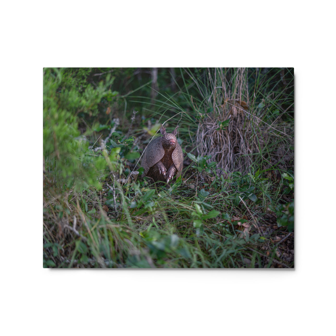 Hill Country Armadillo Metal