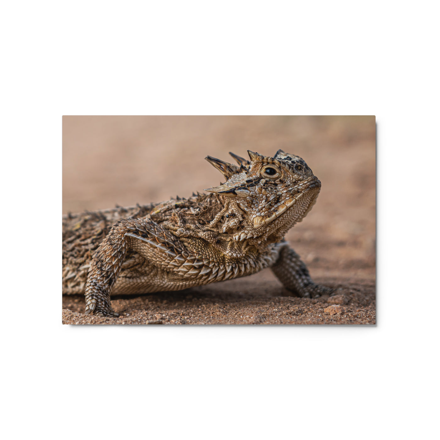 Texas Horned Lizard Metal