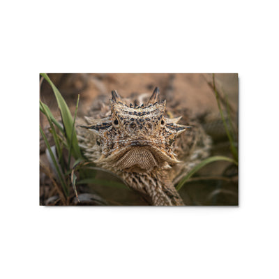 Texas Horned Lizard Stare Metal