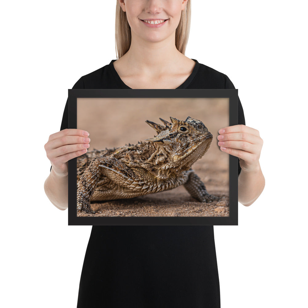 Texas Horned Lizard Framed Luster