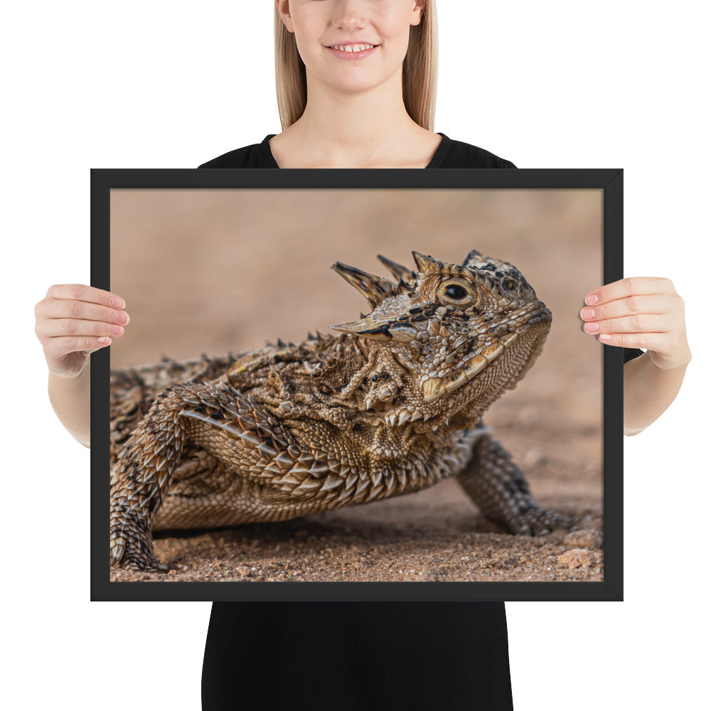 Texas Horned Lizard Framed Luster