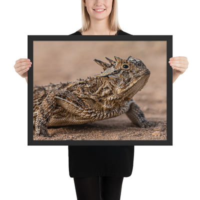 Texas Horned Lizard Framed Luster