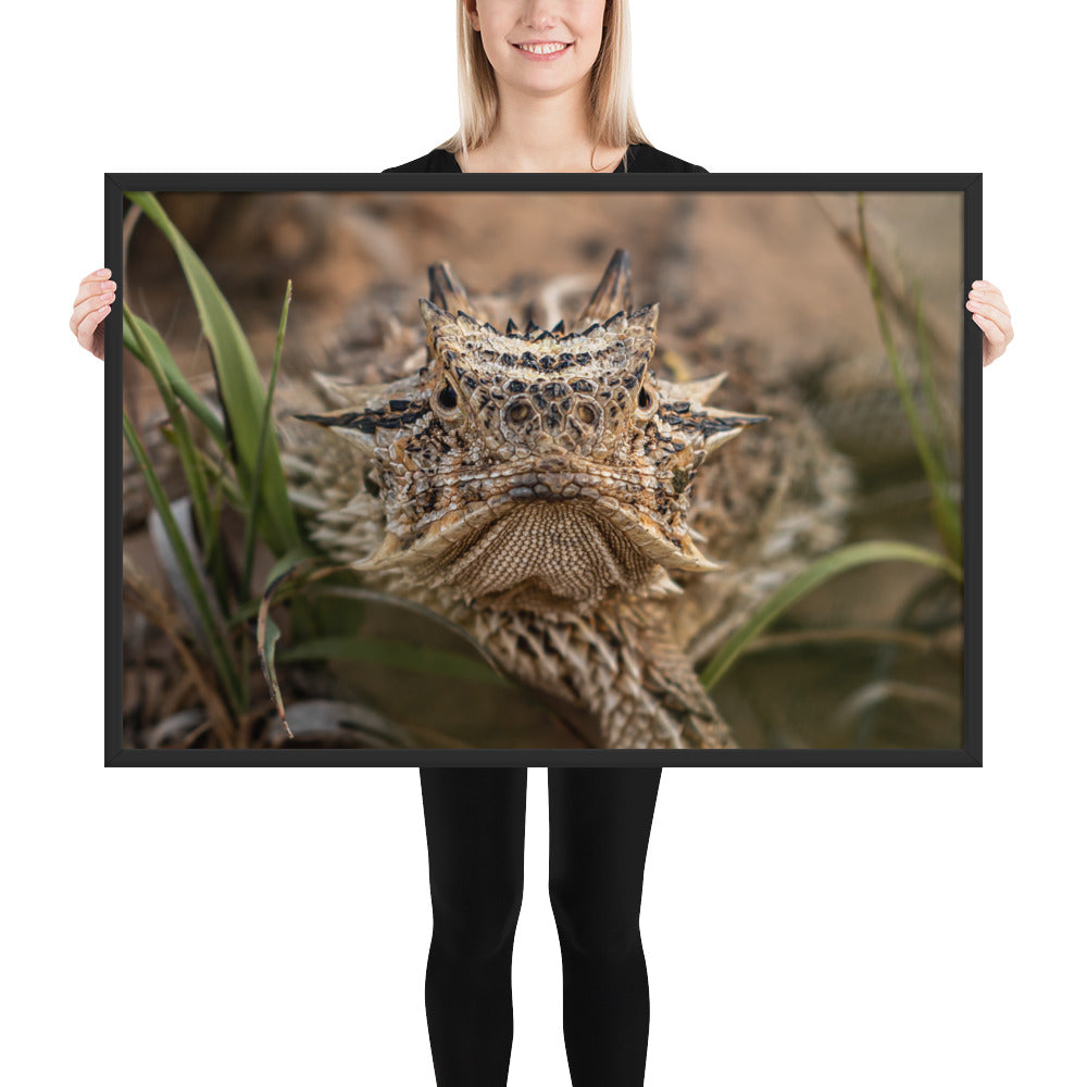 Texas Horned Lizard Stare Framed Luster