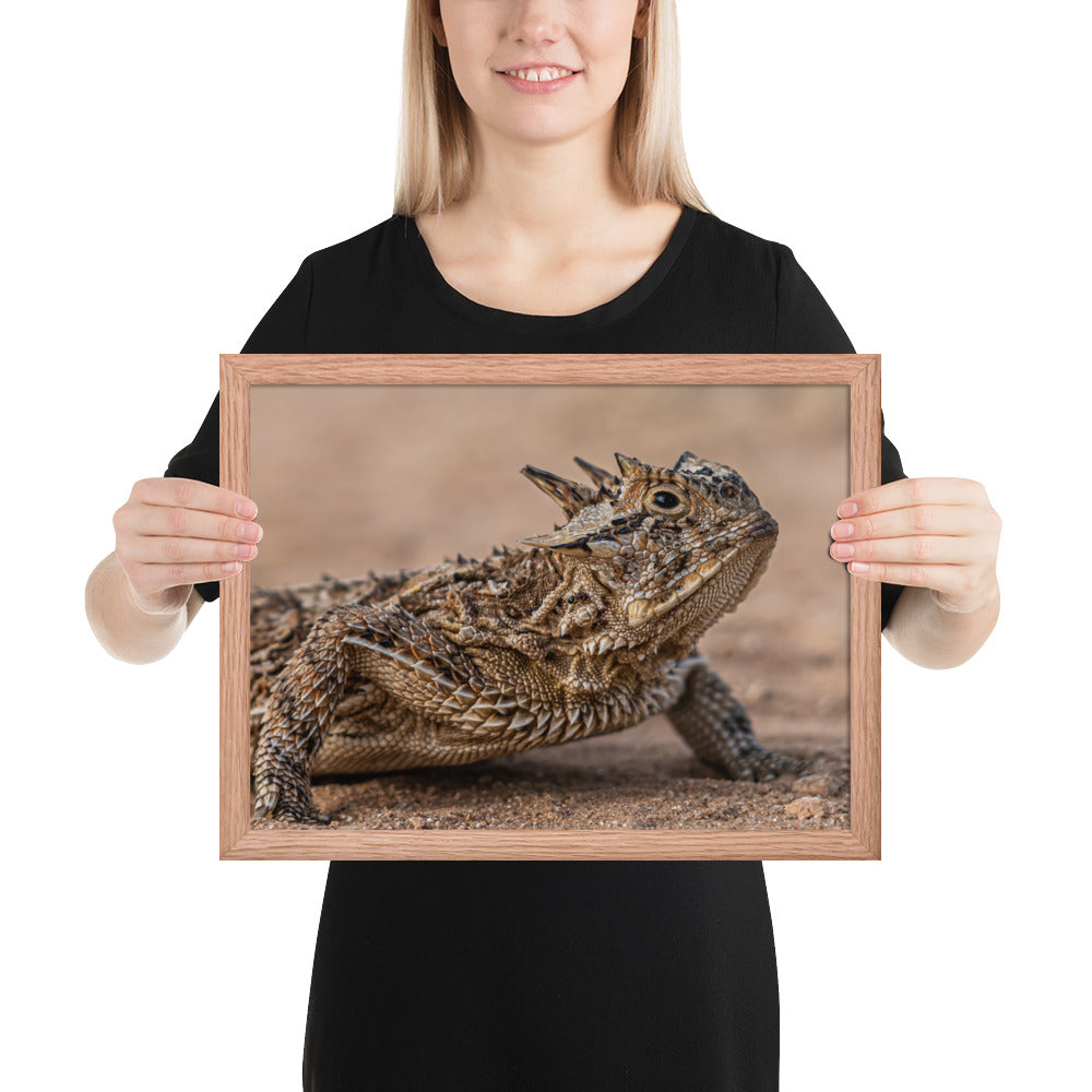 Texas Horned Lizard Framed Luster