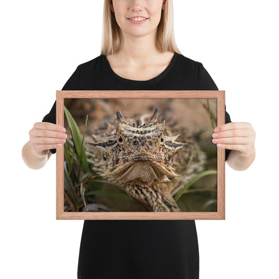 Texas Horned Lizard Stare Framed Luster