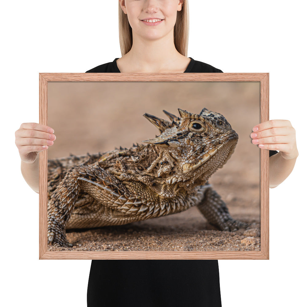 Texas Horned Lizard Framed Luster