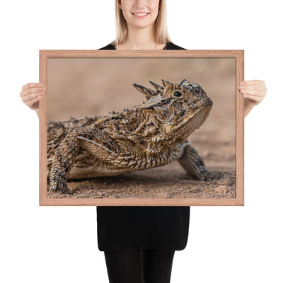 Texas Horned Lizard Framed Luster