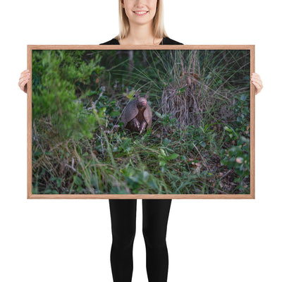 Hill Country Armadillo Framed Luster
