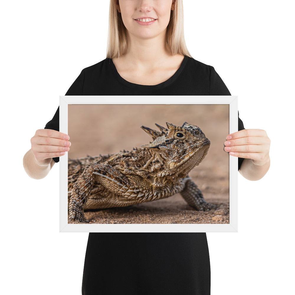 Texas Horned Lizard Framed Luster