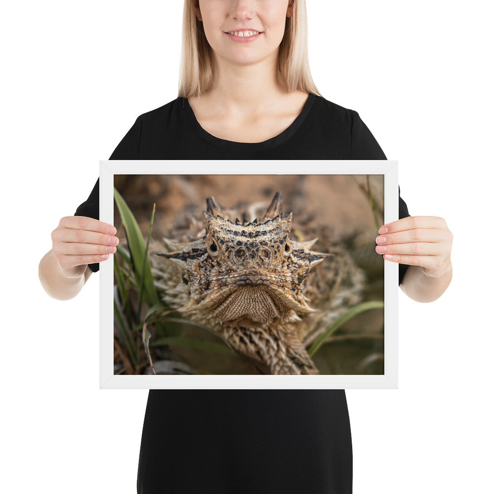 Texas Horned Lizard Stare Framed Luster