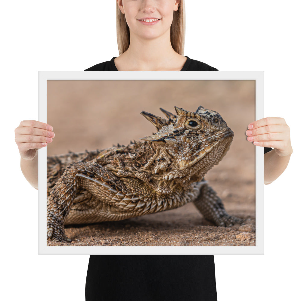 Texas Horned Lizard Framed Luster