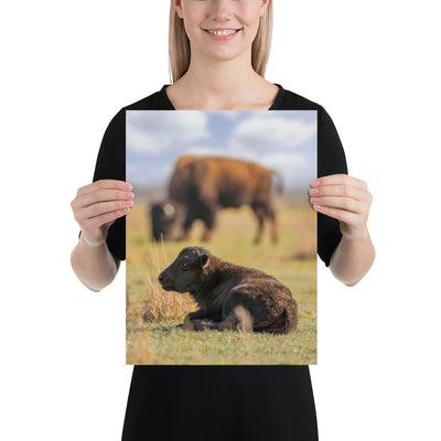Caprock Canyons Bison Calf Luster