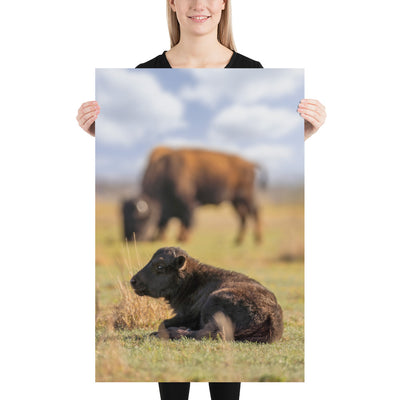 Caprock Canyons Bison Calf Luster
